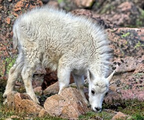 Young mountain goat grazing in the grass on top of Mt. Evans.