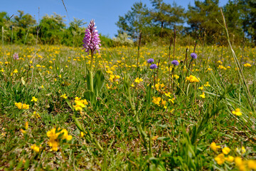 Helm-Knabenkraut, Orchis militaris