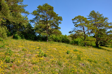 Fototapeta premium Landschaft im Naturschutzgebiet Grainberg-Kalbenstein bei Karlstadt, Landkreis Main-Spessart, Unterfranken, Bayern, Deutschland