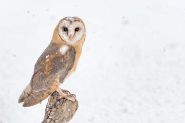 Barn owl under extreme snowfall (Tyto alba)