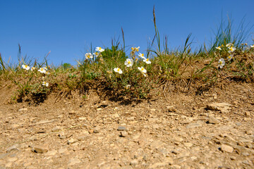 Appenninen-Sonnenröschen, Helianthemum apenninum