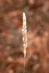 A lone plant on a blurry background. Light autumn background of coffee tinting