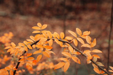 Autumn light background of leaves
