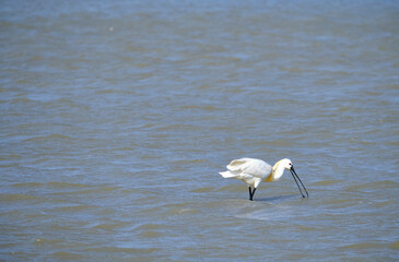 Löffler, Löffelreiher, Platalea leucorodia