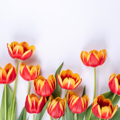 Fototapeta premium Tulips on white background of copy space, concept of Mother's day.