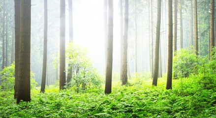 Panoramic view of the mysterious green summer beech forest in Presberg, Germany. Sunlight through the tree trunks. Environmental conservation, ecology, pure nature, eco tourism