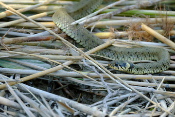 Ringelnatter, Natrix natrix