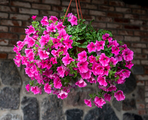 Beautiful purple petunias in hanging pots outdoors