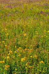 Fototapeta premium Bergwiesen im Bioshärenreservat Rhön zwischen Hessischer Rhön und Bayerischer Rhön, Deutschland