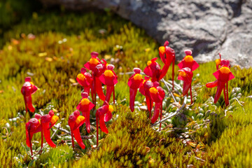 colony of the tuberous bladderwort Utricularia menziesii in the Stirling Range Nationalpark north of Albany in Western Australia