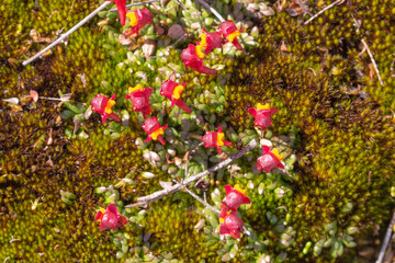 small clump of the tuberous bladderwort Utricularia menziesii in the Stirling Range Nationalpark north of Albany in Western Australia
