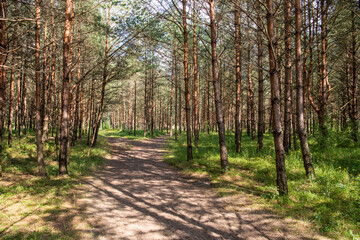 Pine tree forest
