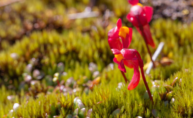 flowers of the tuberous bladderwort Utricularia menziesii in the Stirling Range Nationalpark north...