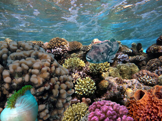 Coral reef with hard corals. Red Sea. Egypt