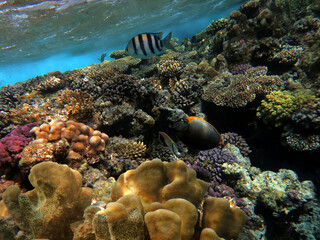 Coral reef with hard corals. Red Sea. Egypt