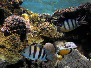 Fototapeta na wymiar Coral reef with hard corals. Red Sea. Egypt