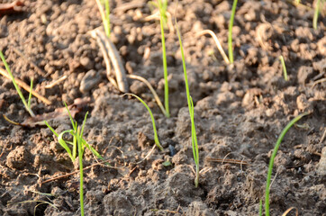 bunch the ripe green onion plant seedlings in the farm.
