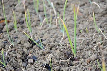 bunch the ripe green onion plant seedlings in the farm.