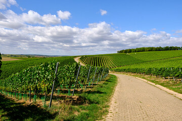 Naklejka premium Landschaft und Weinberge bei Wipfeld, Landkreis Schweinfurt, Unterfranken, Franken, Bayern, Deutschland