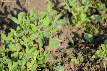 the ripe green Greek plant with leave in the garden.