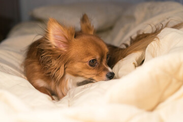 The dog is lying on the bed. Red-haired Chihuahua. Dog. White blanket. Pet.