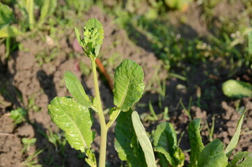 the small ripe green mustered plant in the farm.