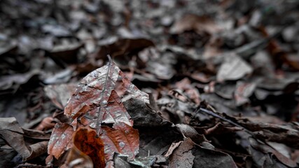 The last benefit of leaves