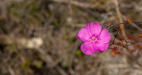 flowering plant of the carnivorous plant Drosera drummondii close to Cheynes in Western Australia