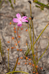 flowering plant of the carnivorous plant Drosera drummondii close to Cheynes in Western Australia