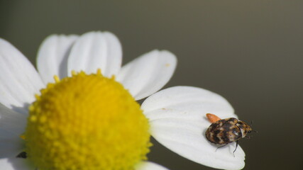 Fototapeta premium Anthrenus verbasci