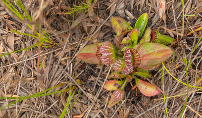 The endemic and endangerd Albany Pitcher Plant (Cephalotus follicularis) found east of Albany in Western Australia