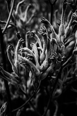 Close up of a kangaroo paw flower