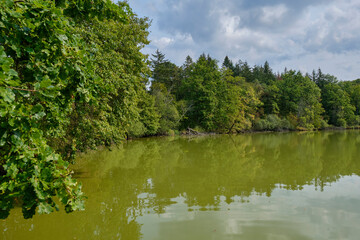 Fototapeta premium Naturwaldreservat Wolfsee im südlichen Steigerwald bei Dornheim, Landkreis Kitzingen, Franken, Unterfranken, Bayern, Deutschland