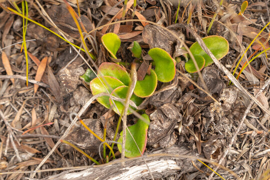 some leaves of the endemic and endangerd Albany Pitcher Plant (Cephalotus follicularis) found east of Albany in Western Australia