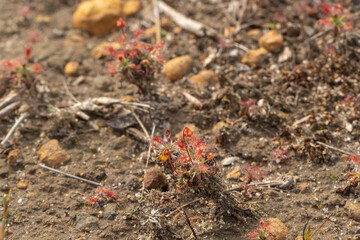 Drosera verrucata, a stem forming pygmy Sundew, found east of Albany in Western Australia