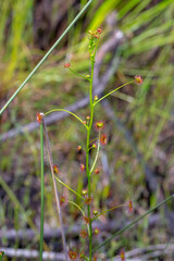 One of the very few yellow flowered Sundews, Drosera sulphurea, in its natural habitat east of Albany in Western Australia
