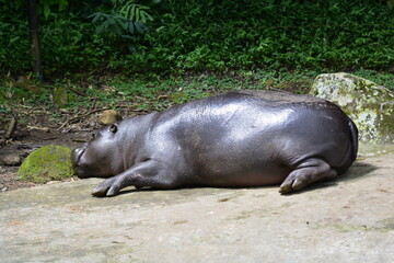 The pygmy hippopotamus, Choeropsis liberiensis or Hexaprotodon liberiensis, is a small hippopotamid