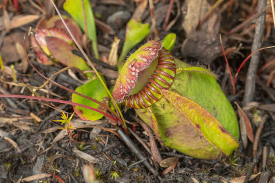 single pitcher of the Albany Pitcher Plant (Cephalotus follicularis), seen east of Albany in Western Australia