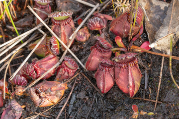 large clump of Cephalotus follicularis, the Albany pitcher plant, seen close to Albany in Western Australia
