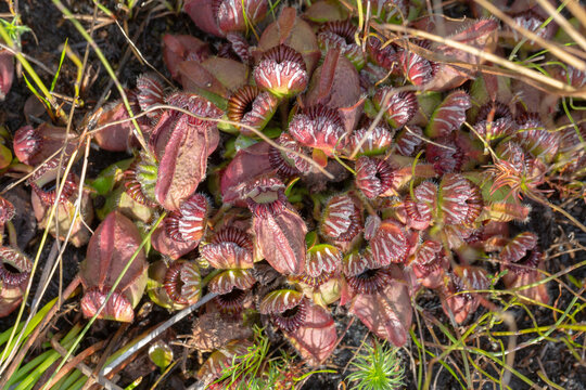 large clump of Cephalotus follicularis, the Albany pitcher plant, seen close to Albany in Western Australia