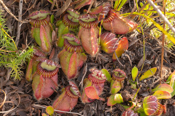 large clump of Cephalotus follicularis, the Albany pitcher plant, seen close to Albany in Western...