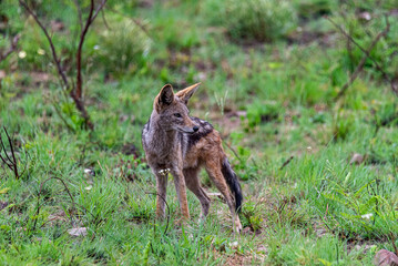Jackal standing in grass