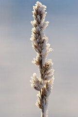 Backlit frozen plant in the winter