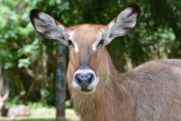 The waterbuck, Kobus ellipsiprymnus is a large antelope and it is placed in the genus Kobus of the family Bovidae