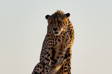cheetah standing and staring at prey, close up 