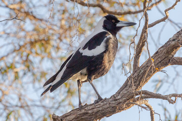 Australian magpie (Gymnorhina tibicen) seen in Albany, Western Australia