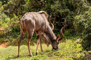 Kudu antelope grazing
