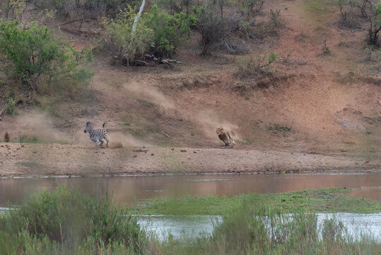 Lion Chasing After His Prey