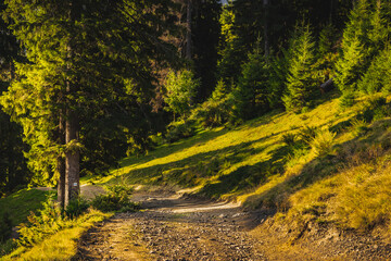 road in the woods