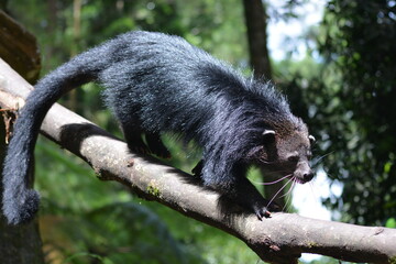 The binturong, Arctictis binturong, also known as bearcat.
